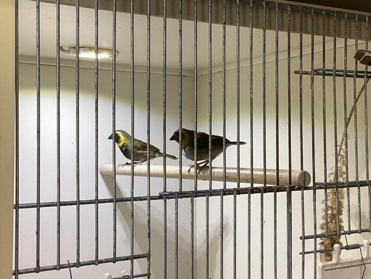 Koppel kleine cubavinken, Dieren en Toebehoren, Vogels | Overige Vogels, Tropenvogel, Meerdere dieren