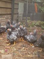 zilver zwart gezoomd wyandotte groothoenders, Dieren en Toebehoren, Meerdere dieren, Kip