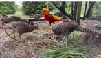 Goudfazanten, Dieren en Toebehoren, Pluimvee, Meerdere dieren