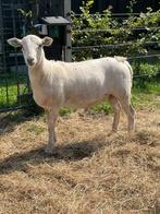 T.k. mooie ram, Maasduinen x Dorper. Ruischaap, Mannelijk, Schaap, 0 tot 2 jaar