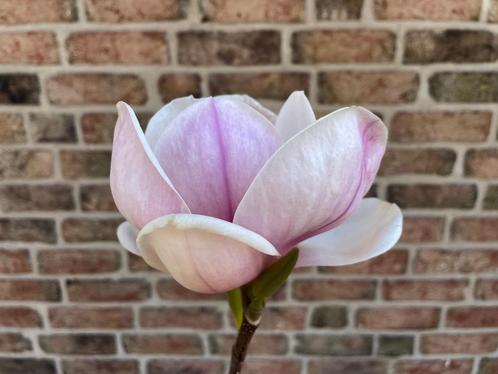 Nu In Bloei: Magnolia Pink Goblet / Magnolia, Tuin en Terras, Planten | Tuinplanten, Vaste plant, Overige soorten, Volle zon, Lente