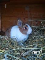 hollander konijnen, Dieren en Toebehoren, Konijnen, Meerdere dieren, Middelgroot, 0 tot 2 jaar