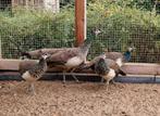 Jonge pauwen, Dieren en Toebehoren, Meerdere dieren, Overige soorten