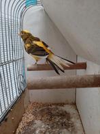 Kanarie man, Dieren en Toebehoren, Vogels | Kanaries, Mannelijk, Kleurkanarie