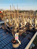 Hibiscus Lavender Chiffon, Volle zon, Vaste plant, Zomer, Ophalen