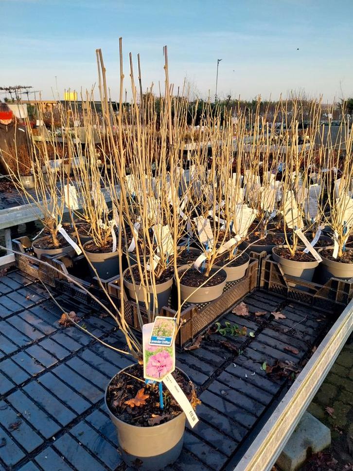 Hibiscus Lavender Chiffon, Tuin en Terras, Planten | Tuinplanten, Vaste plant, Overige soorten, Volle zon, Zomer, Ophalen