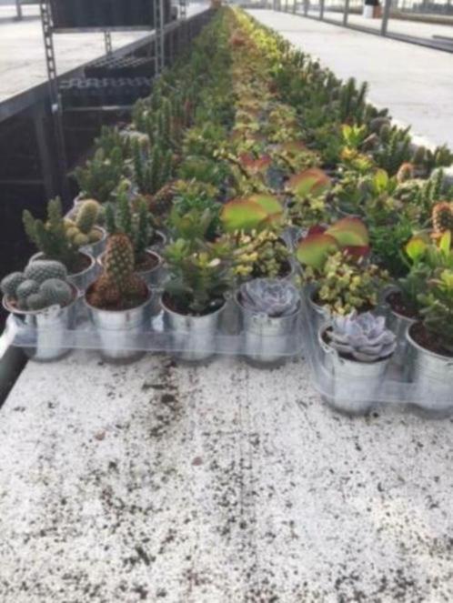 Cactussen/vetplanten mix 8,5 cm compleet met zinken emmer., Huis en Inrichting, Kamerplanten, Cactus, Minder dan 100 cm, Bloeiende kamerplant