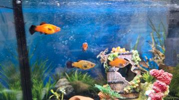 6 platy / platy's / plaatje visssen oranje goud zwart  beschikbaar voor biedingen