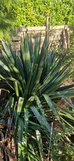 Yucca klein en groot, Tuin en Terras, Planten | Tuinplanten, Zomer, Ophalen of Verzenden, Overige soorten, Volle zon