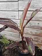 Musa super black, Overige soorten, Volle zon, Vaste plant, Ophalen of Verzenden