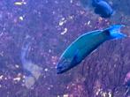 Zeeaquarium lipvis, Dieren en Toebehoren, Vis