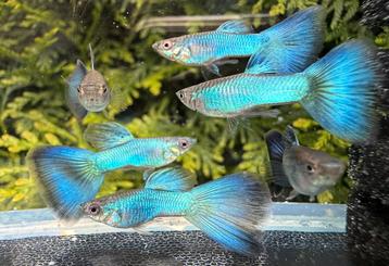 ‼️High Quality Blue Singa Blue Tail guppen‼️ beschikbaar voor biedingen
