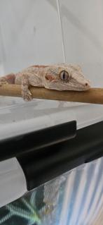 White base orange stripe 1.0 Auriculatus rhacodactylus, Dieren en Toebehoren, Reptielen en Amfibieën, Hagedis, Tam, 0 tot 2 jaar