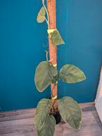 Monstera Dubia, Ophalen of Verzenden, Overige soorten, Minder dan 100 cm