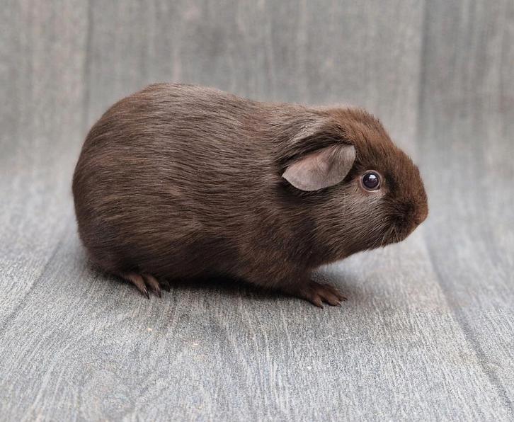 Cavia 2 leuke beertjes, Dieren en Toebehoren, Knaagdieren, Mannelijk, Cavia, November
