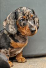 Korthaar kaninchen / dwergteckel pupjes!, Rabiës (hondsdolheid), 8 tot 15 weken, Korthaar, Dwerg