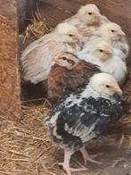 Faverolles Franse groot  zijn intussen 10 weken, Dieren en Toebehoren, Pluimvee, Meerdere dieren, Kip