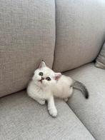Britse korthaar kitten wit/creme, Dieren en Toebehoren, Katten en Kittens | Raskatten | Korthaar, Poes