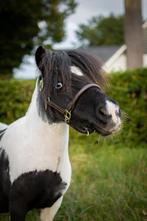 Stalling gezocht!, Weidegang, 1 paard of pony