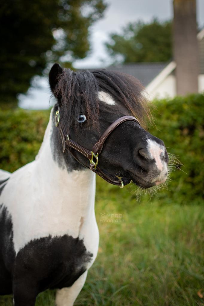 Stalling gezocht!, Dieren en Toebehoren, Stalling en Weidegang, Stalling, Weidegang, 1 paard of pony