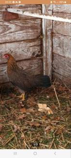 2 drentse hoen Krielkipjes, Dieren en Toebehoren, Pluimvee, Vrouwelijk, Kip