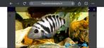 Gratis Zebra cichliden, Vis