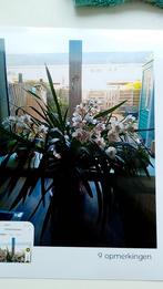 2 cymbidium orchideeën geen verzenden!, Ophalen of Verzenden, Overige soorten, Halfschaduw, Minder dan 100 cm