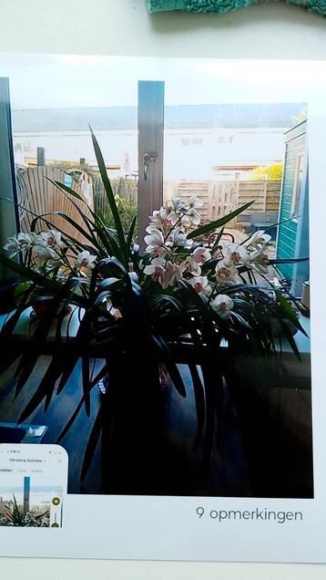 2 cymbidium orchideeën geen verzenden! beschikbaar voor biedingen