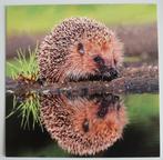 Egel met reflectie in water, vierkante kaart, nieuw, Ophalen of Verzenden, 1980 tot heden, Ongelopen, Wild dier