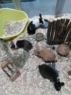 Mooie lieve dwerg konijntjes!, December, Meerdere dieren, Overige typen, Tam