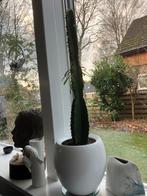 Cactus in stenen pot, Ophalen, Halfschaduw, Minder dan 100 cm, In pot