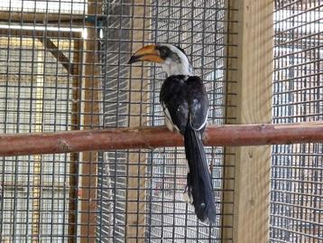 Man von der deckens tok beschikbaar beschikbaar voor biedingen