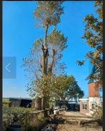 Kappen/snoeien/stobbenfrezen en snipperen