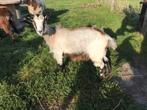 Landgeitje zoekt een goed thuis !, Dieren en Toebehoren, Schapen, Geiten en Varkens, Vrouwelijk, Geit, 0 tot 2 jaar