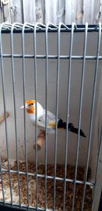 Te koop mooi putters witkop agaat, Dieren en Toebehoren, Vogels | Kanaries, Mannelijk, Bastaard