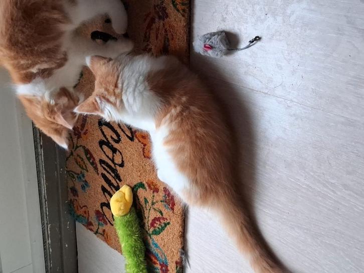 Maine coon kruising., Dieren en Toebehoren, Katten en Kittens | Raskatten | Langhaar, Kater, Met stamboom, Ontwormd