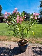 Oleander 100 cm hoog kleur rood / paars, Tuin en Terras, Ophalen, Zomer, Overige soorten, Volle zon
