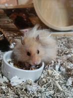 Knaagdieren oppas, Maart, Mannelijk, Cavia
