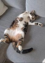 Lieve knuffelkater Bobbie (in NL), Kater, Kortharig, 0 tot 2 jaar