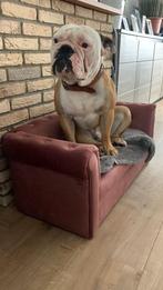 old english bulldog, Dieren en Toebehoren, Honden | Bulldogs, Pinschers en Molossers, Rabiës (hondsdolheid), Reu, Bulldog, Eén hond