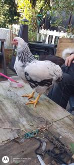 Wyandotte haantje, Dieren en Toebehoren, Pluimvee, Mannelijk, Kip
