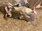 Duitse reuzen konijnen, Dieren en Toebehoren, Konijnen, Meerdere dieren, Klein, 0 tot 2 jaar