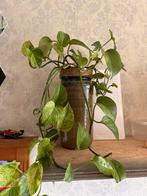 Stekjes te koop! Marble Queen (prijs per stekje), Ophalen, Overige soorten, Halfschaduw, In pot