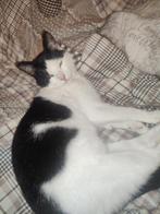 Kittens, Meerdere dieren, Ontwormd, 0 tot 2 jaar