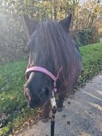 Verzorger gezocht, Ophalen of Verzenden, Nieuw, Overige soorten