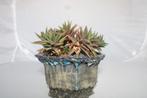 haworthia attenuata, Huis en Inrichting, Vetplant, Ophalen of Verzenden, Minder dan 100 cm, Volle zon