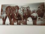 Prachtig olifanten glas schilderij, Ophalen of Verzenden, Zo goed als nieuw, Schilderij, 75 tot 100 cm