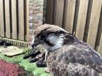 Te koop opgezette Lannervalk, Verzamelen, Dierenverzamelingen, Ophalen of Verzenden, Vogel, Opgezet dier