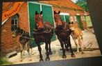 Paarden - Horses - Pferde - Cheveaux - Voorthuizen - Kwartet, Verzenden, 1980 tot heden, Gelopen, Paard