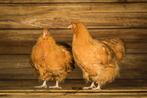 Orpington kriel kippen kuikens | Gesekst en Ingeënt, Dieren en Toebehoren, Pluimvee, Vrouwelijk, Kip